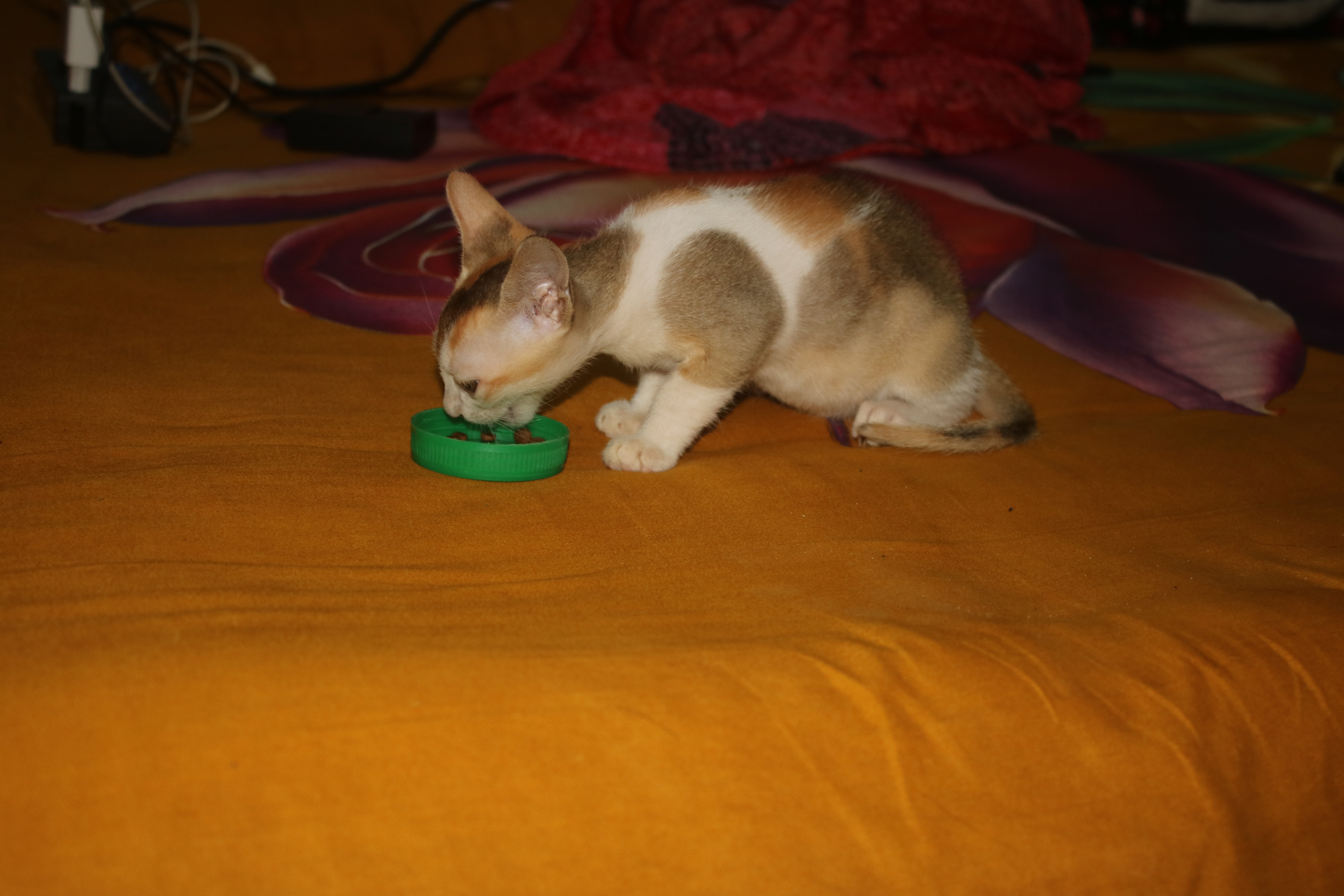 Is Your Senior Cat Getting Enough Protein? Top 5 Grain-Free Wet Foods Reviewed