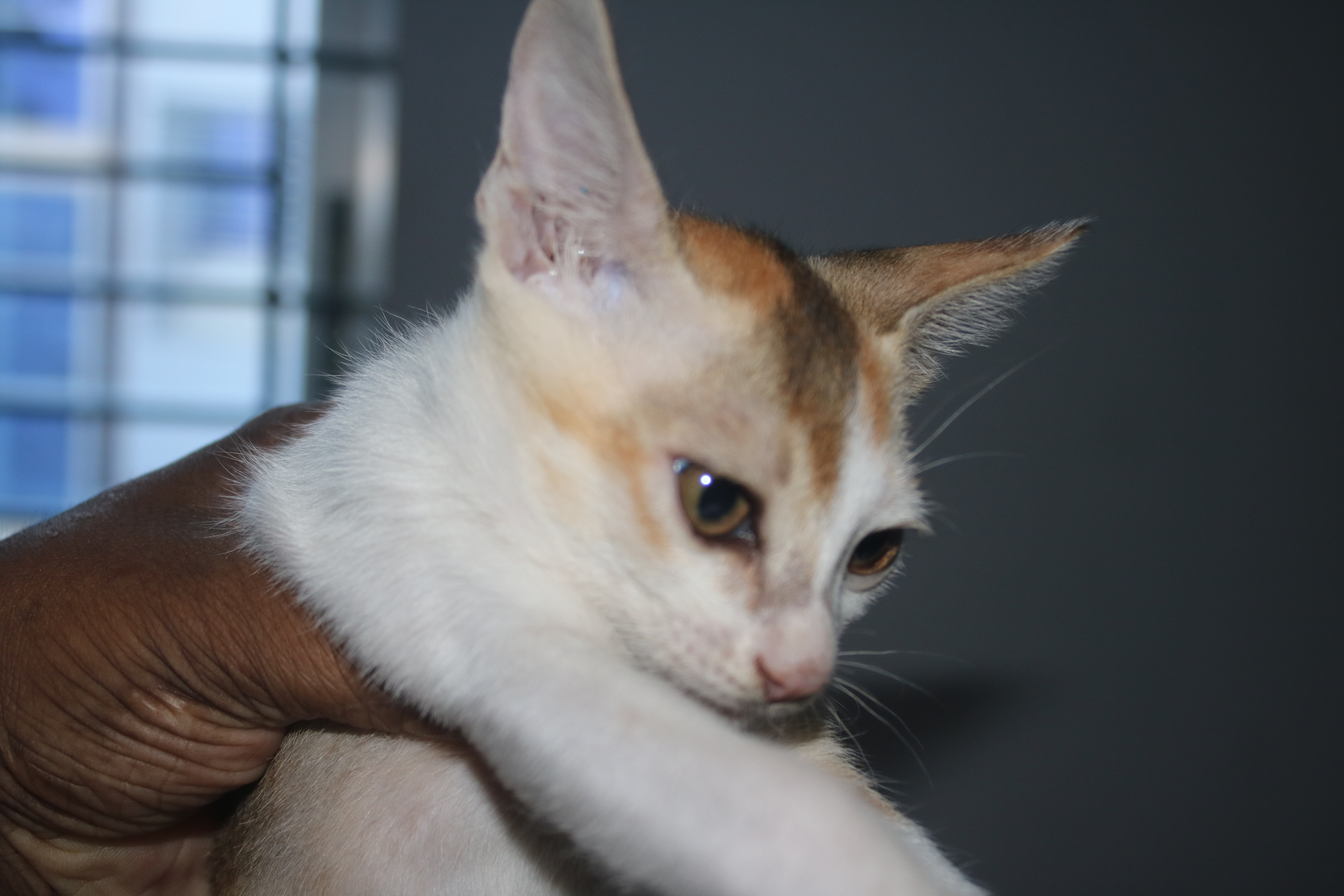 Peace at Last: How to Safely Introduce a New Kitten to Your Grumpy Resident Cat