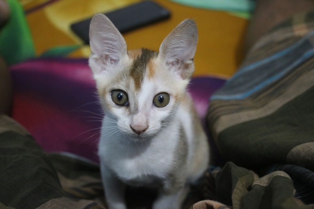 The Feline Shadow: 5 Real Reasons Why Your Cat Follows You to the Bathroom
